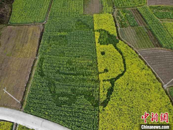 油菜田中的卡通猪图案 龙志华 摄 皖南油菜田“艺术性规划”长出新风景