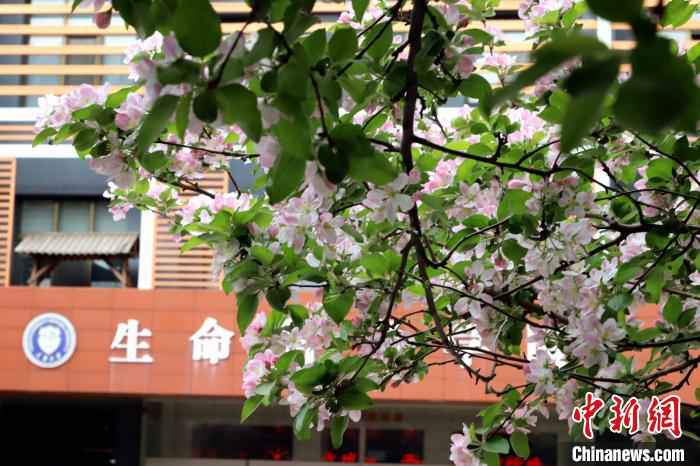 图为天津大学海棠花开。 张道正 摄 又到海棠季 天津高校师生今年“云赏花”